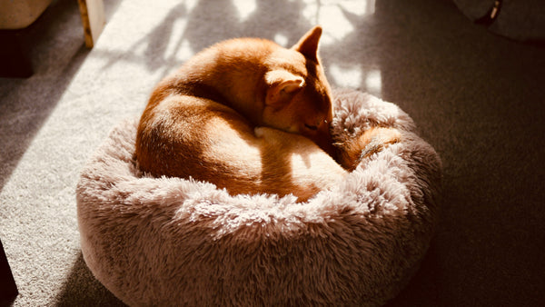 Around Pets