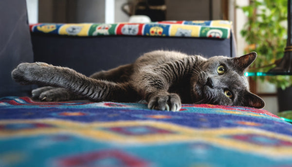 Around Pets