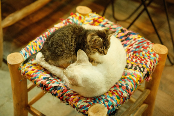 Around Pets