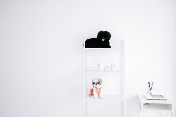 Around Pets
