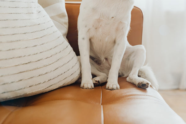 Around Pets